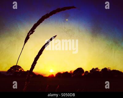 Grasses in silhouette at sunset Stock Photo