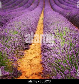 Lavender field, Roussillon, Luberon, Provence-Alpes-Côte-d'Azur, France Stock Photo