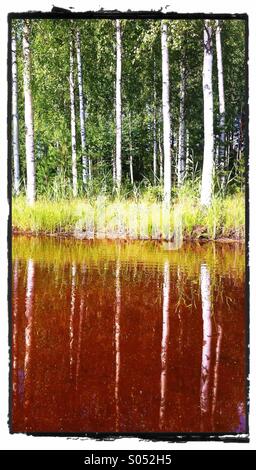 Birches reflecting on a lake Stock Photo
