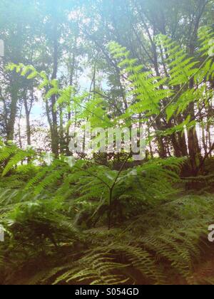 Backlit fern in birch woodland on Chailey Common Nature Reserve. Stock Photo