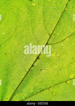 green leaf texture Stock Photo