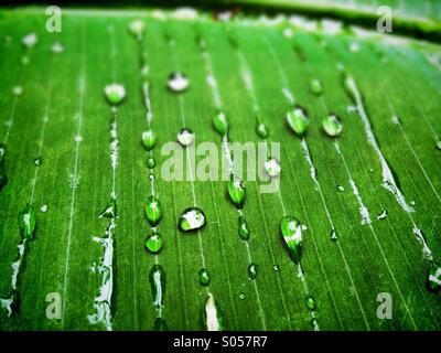 Water droplets on leaf Stock Photo
