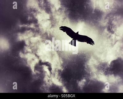 Black kite in flight silhouetted against cloudy sky Stock Photo