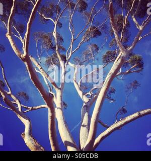 Eucalyptus tree against blue sky Stock Photo