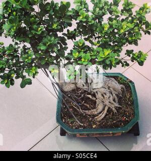 It's a photo of a japanese bonzai tree top view on a terrace under the sun Stock Photo