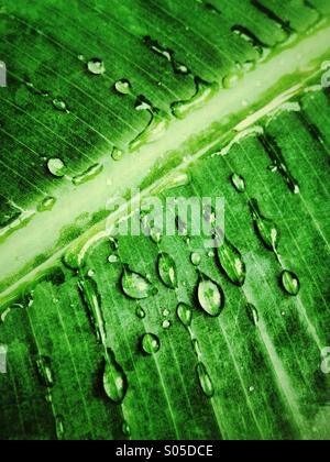 Water drops on leaf Stock Photo