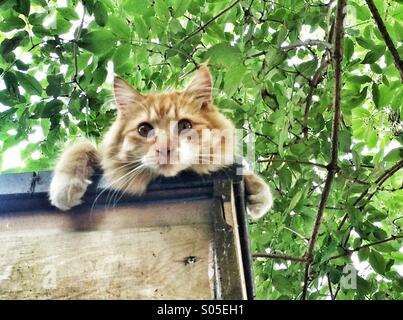 A beautiful ginger cat Stock Photo