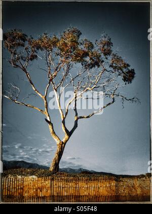 A Tree With Sparse Leaves Stands Tall Above A Small Fence Stock Photo