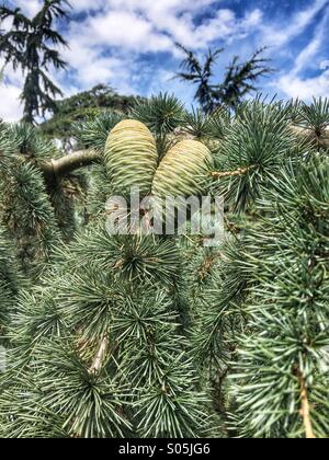 Immature pine cones in a tree. Stock Photo