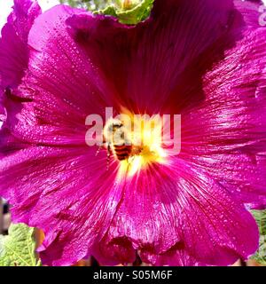 A bee visits a purple flower in a summer garden. Stock Photo