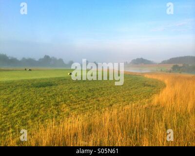 On the golf course in the morning mist Stock Photo