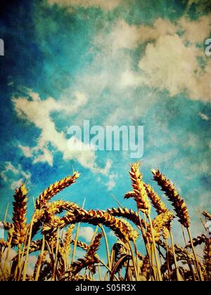 Ripe wheat against blue sky Stock Photo