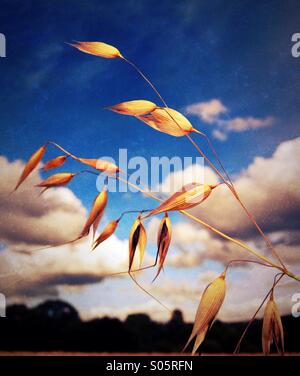 Seed pods and wheat field Stock Photo