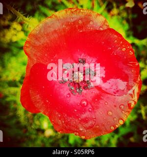 Detail of poppy in rain Stock Photo