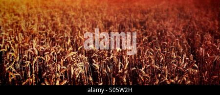 Panorama of wheat field Stock Photo
