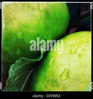 Rain drops on apples Stock Photo