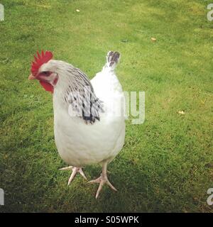 Red Chicken Chopper in the Grass Stock Image - Image of animal, domestic:  110771941