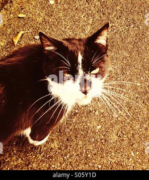 Tabby cat  lurking in the street Stock Photo