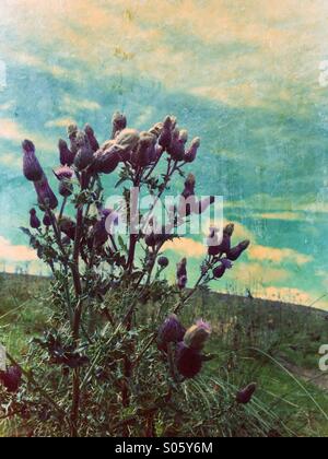 Thistles against the sky Stock Photo
