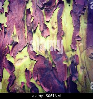 Peeling bark on madrone tree trunk, Deception Pass State Park, Washington Stock Photo