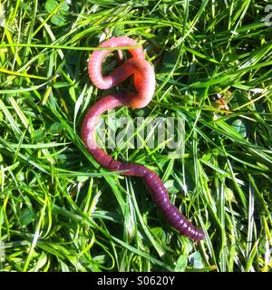 Earthworm on wet grass Stock Photo