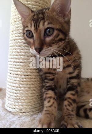 Bengal kitten, 13 weeks old, on his scratching post. Stock Photo