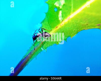 Ant on a leaf floating on water