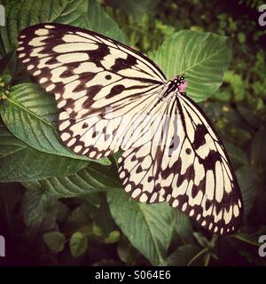 Rice Paper or Paper Kite Butterfly (Idea leuconoe) Southeast Asia. Stock Photo