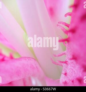 Macro of a lily Stock Photo