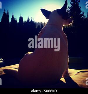 Jack Russell Terrier puppy dog sitting on a pool chair watching the setting summer sun. Stock Photo