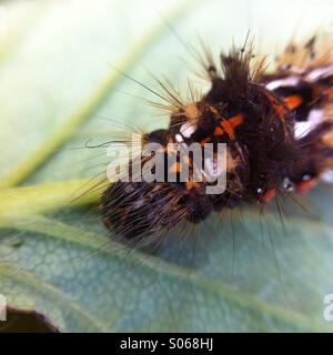 Head of a brown tailed moth caterpillar on the back of a strawberry leaf in macro Stock Photo