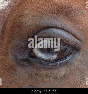 Horse eye blue and brown Stock Photo