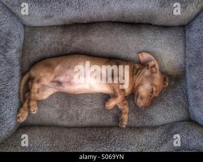 A Miniature Dachshund puppy sleeping on it's side on a dog bed Stock Photo