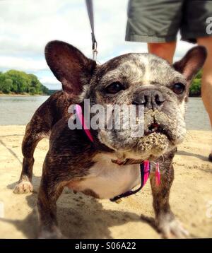 A funny french bulldog with sand on her face. Stock Photo