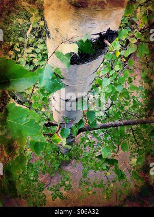 A birch seen from treetop Stock Photo