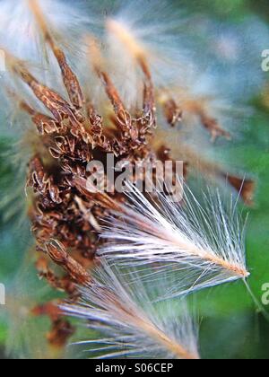 Gazania flower seed Stock Photo - Alamy