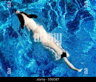 Jack Russell Terrier dog gracefully swimming in the pool with the summer sun shining down. Stock Photo