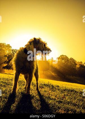 Dog standing on a hill at sunrise looking off to right Stock Photo