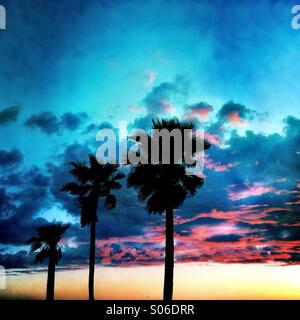 Three palm trees and clouds at sunset. Manhattan beach California USA Stock Photo