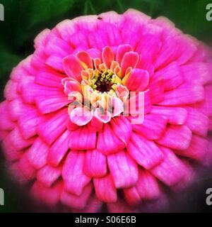 Pink flower Stock Photo