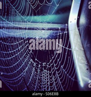 Spiders web in the morning with dew on the silk Stock Photo