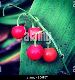 Lily of the Valley's Poisonous Berries Stock Photo