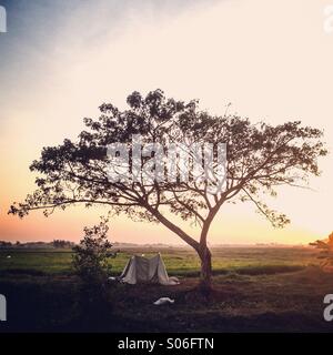 A tree at sunrise in Myanmar's Irrawaddy Delta region. Stock Photo