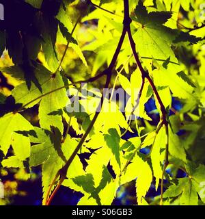 Maple leaves, Japanese Garden, autumn, Kubota Gardens, Seattle Stock Photo