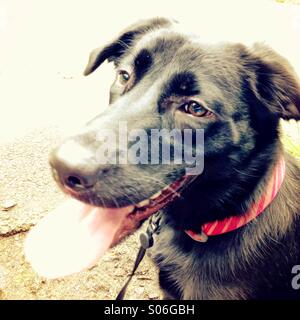 Black Lab portrait Stock Photo