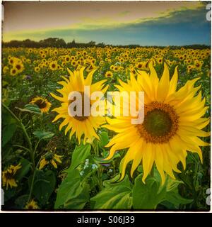 Manipulated images showing a field  of sunflowers in evening sunshine Stock Photo