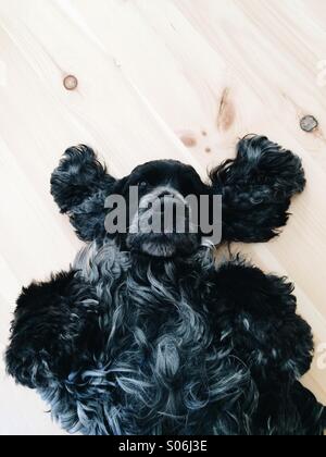 puppy relaxing Stock Photo