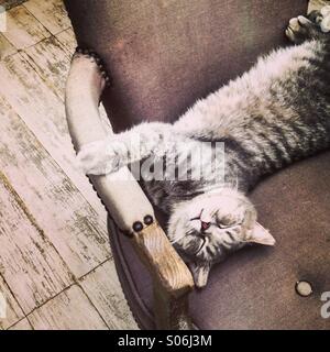 Cat relaxing on a chair. Stock Photo