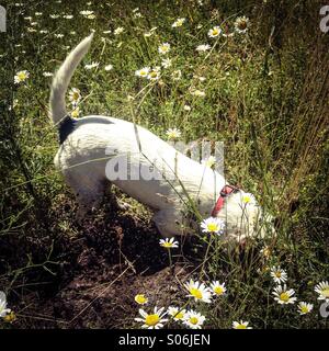 Jack Russell Terrier dog, in a field of wild flowers, feverishly digging away on a hunt, in pursuit of probably a rodent. Stock Photo