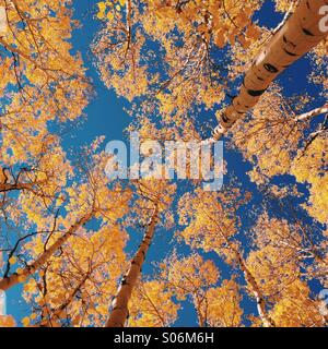Autumn Aspens in Colorado Stock Photo
